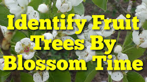 Garden answers plant identification plant identification app plant identification viburnum opulus. Identify Fruit Trees By Blossoming Time Youtube
