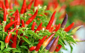 How to: grow your own chilli plants on a kitchen windowsill - David Domoney