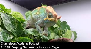 keeping chameleons in hybrid cages