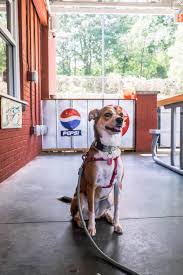 dog friendly restaurants in greenville sc