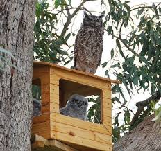 Eagle Barn Owl Houses For