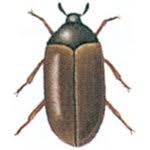 brown carpet beetle pestium uk