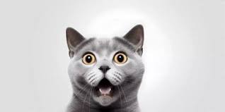 shocked cat stock photos images and