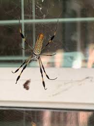 Maybe you would like to learn more about one of these? Scary Bugs That Bite In Volusia County Dave S Pest Control