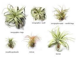 Take wire that's flexible but sturdy and custom design your own planter. Ostrich Types Of Air Plants Plants Air Plants