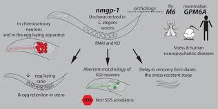neuronal membrane glycoprotein nmgp 1