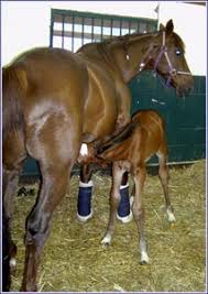 Mare And Foal Care