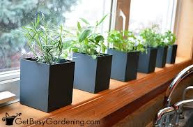 These indoor herb garden planters will look killer in your kitchen and keep your meals tasting fresh all year long. How To Grow Herbs Indoors The Ultimate Guide Get Busy Gardening