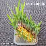 Can you grow corn from the cob?