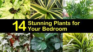 14 stunning plants for your bedroom