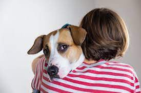 Maybe you would like to learn more about one of these? Anxiety Depression In Dogs Causes Symptoms How To Help Southwind Animal Hospital Southeast Memphis Vet