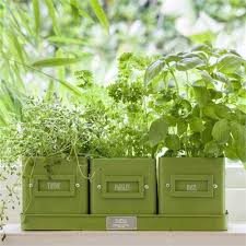 Burgon Ball Herb Pots In A Tray