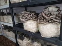 Do mushroom grow kits keep producing?