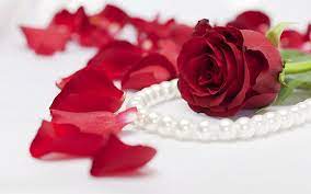 hd wallpaper red rose flower
