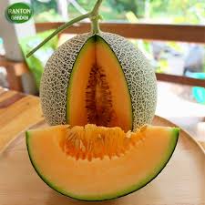 Résultat de recherche d'images pour "super melon japon"