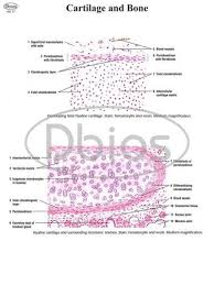 Histology Bone Chart Desh Biological Works 1245