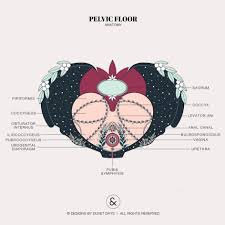 5 things about your pelvic floor