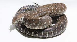 carpet python subspecies the morelia