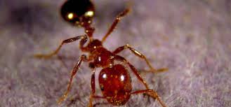 fire ants in a flood ant pests