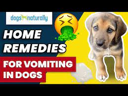 home remes for vomiting in dogs