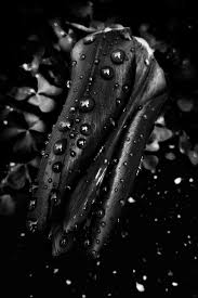 hd wallpaper flower raindrops black
