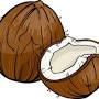 how to draw a coconut from www.vectorstock.com