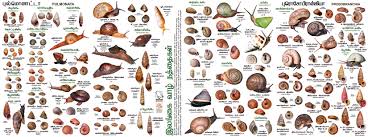 Tropical Land Snail Diversity
