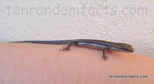 common garden skink ten random facts