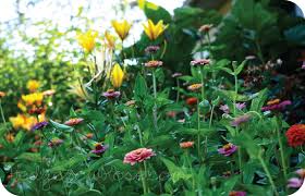 Flowering Annuals And Perennials For
