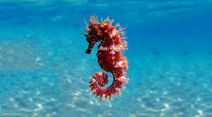 seahorse fish facts hippocus a z