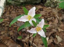 Perennials shade flowers also need different care. Trillium Georgianum In 2021 Plants Perennial Flowering Plants Shade Plants
