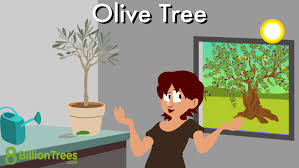 Olive Tree Types Indoor Growing