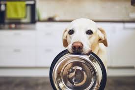 Can I Feed My Dog People Food Farmers