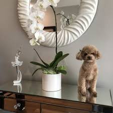 best poodle grooming in vancouver bc