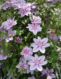 Raised by clematis nursery j. All About Clematis