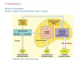 Ppt 3 7 Cell Respiration Aerobic Cell