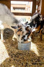 organic goat feed scratch peck feeds
