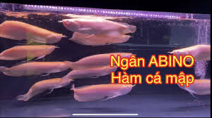 NGÂN LONG ABINO - Cá Cảnh Rồng Việt Nam