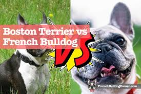 boston terrier vs french bulldog see