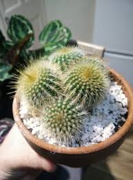 Welcome to our cacti database where we list many varieties of cacti. Trying To Identify 4 Of My Cactus Album On Imgur