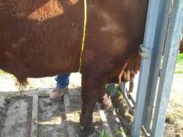 Linear Measuring Cattle Heart Girth Mp4 Gearld Fry Steve