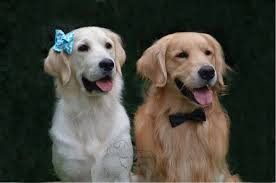 Here are some examples of good places to start your search Links Family Raised Goldens