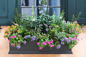 15 gorgeous flowering window box ideas