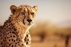 cheetahs presence in the arid desert