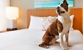 Suggested maximum occupancy of six people. 15 Pet Friendly Hotels In Virginia Beach Va Planetware
