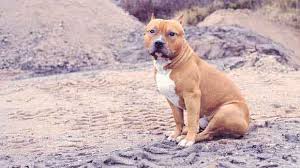 The american pit bull terrier is thought to originally have been the same as the staffordshire bull terrier. Pit Bulll Diet Tips
