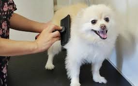 Pet sitter, pet relocation services. Grooming By Total Pet Care In Inglewood Ca Alignable