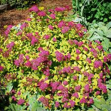 magic carpet spirea the tree