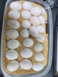 hahns macaw parrot eggs worldwide