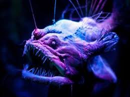 See more ideas about finding nemo, nemo, disney finding nemo. In Photos Spooky Deep Sea Creatures Live Science